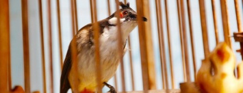 Двое одесситов вылавливали на улицах птиц, а потом за деньги выпускали их на свободу (ВИДЕО)