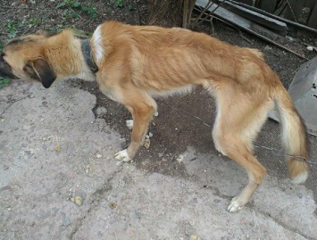 "Кожа да кости": запорожская семья морит голодом дворовых собак