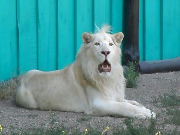 В бердянском зоопарке белый лев переселился в Vip-квартиру для хищников (Видео)
