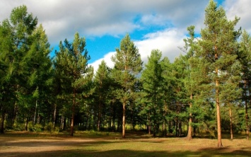Самый большой рукотворный лес в мире находится на территории Херсонщины