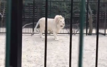 В бердянском зоопарке показали, как резвится белый лев (ВИДЕО)