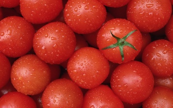 Датская компания решила выращивать помидоры для Марса