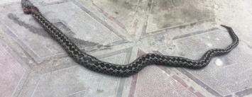 В Запорожье возле центрального входа в больницу обнаружили ядовитую змею, - ФОТО