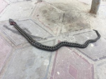 Возле Запорожской облбольницы обнаружили ядовитую змею