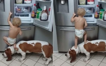 Маленький мальчик и его верный пес воруют еду с холодильника(видео)
