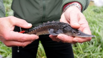 В Запорожской области браконьеры наловили рыбы, занесенной в Красную книгу