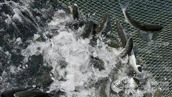 В Севастополе задумались о создании рыбного рынка