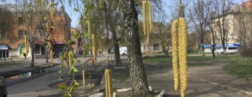 Славянск цветет и зеленеет (фото)