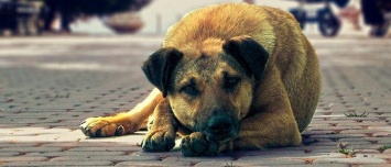 В Енакиево решено вывозить за черту города бездомных собак