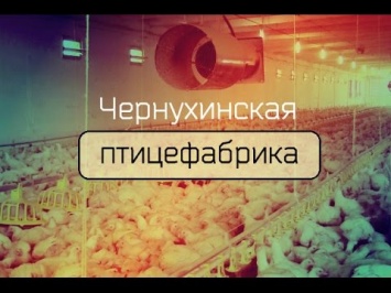 Чернухинскую птицефабрику планируют "национализировать" в пользу "ЛНР"