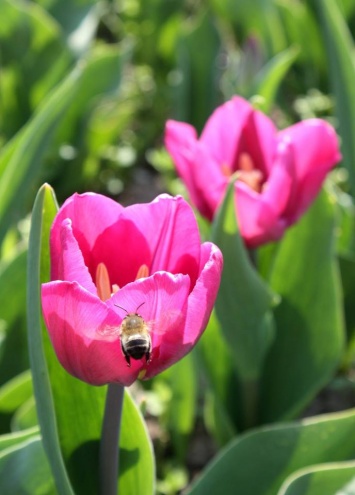 Николаевцев приглашают насладиться красотой цветения тюльпанов на фестиваль «Тюльпанова веселка»