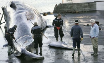 Исландия возобновила охоту на китов после двух лет перерыва