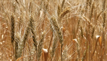 Крупный крымский агрохолдинг планирует поставлять пшеницу в Сирию