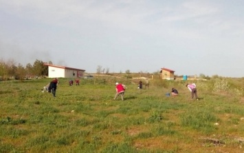 В Бериславском районе высадили саженцы молодой сосны