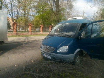 Опасная погода: ветка дерева проткнула микроавтобус в Одессе