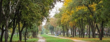 Исполком одобрил вырубку в Покровске еще 285 деревьев