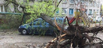 Владельцу помятого деревом автомобиля мэр Кременчуга посоветовал обратиться в суд