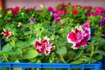 Как сделать двор у дома красивым: мониторинг весенних цен на цветы в Черноморске