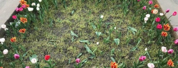 В Николаеве вандалы срезали 1000 тюльпанов на Садовой, - ФОТО
