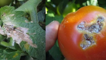 На Днепропетровщине в турецких овощах обнаружили моль