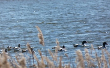 Сотрудники природного парка на Херсонщине наблюдают за миграцией птиц