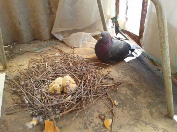 На балконе днепрянина голубка свила гнездо и выращивает птенцов