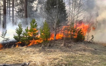 На Херсонщине усиливают пожарную охрану лесов
