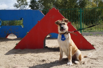 В одесском парке Победы хотят построить площадку для выгула собак за 1,6 млн грн