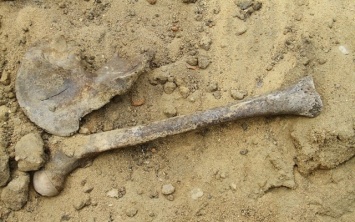 Страшная находка: на Днепропетровщине случайно нашли человеческие останки