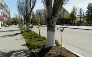 Улицы Геническа засаживают деревьями