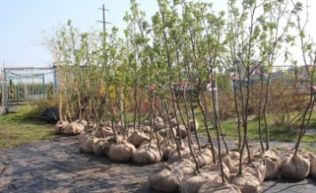 В рамках волонтерской акции «Посади дерево - спаси город» в Днепре за 2 дня высадили 278 деревьев