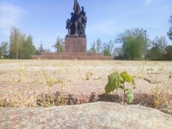 Центр Николаева зарастает травой