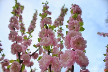 В одесском парке можно насладиться потрясающим по красоте зрелищем - цветением сакуры. Фоторепортаж