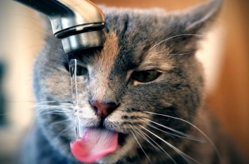 Почему коты любят пить воду из-под крана - ответ ученых