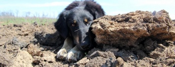 Под Широкино пес спас бойца ВСУ (ФОТО)