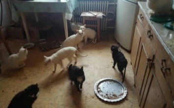 Запорожанка в своей квартире развела более 40 котов: соседи страдают от смрада (ФОТО)