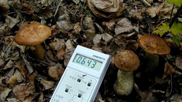Авария в Чернобыле: шокирующие фото мутантов