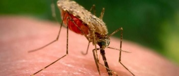 Малярия в Харькове. Иностранец "завез" вирус из Эфиопии