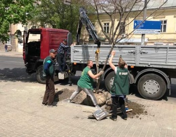 Весенние работы по озеленению Одессы продолжаются