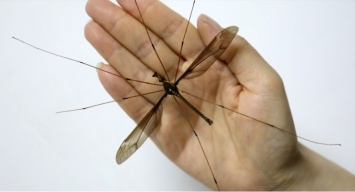 Более 11 см. В Китае нашли самого крупного в мире комара. Фото