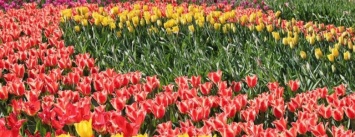 Завтра в Киеве откроется фестиваль тюльпанов