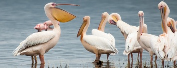 В Одесской области строят остров для пеликанов (ФОТО)