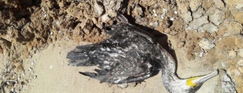 На Песчаном пляже в Мариуполе лежат десятки мертвых птиц(Фотофакт, ВИДЕО)