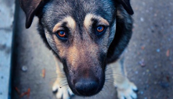 Собачье дело: как в Украине и мире работает отлов бездомных животных?