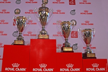 Royal Canin Cup 2018: в Одессе смотрели на 500 кошек