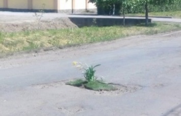 На Закарпатье дорожные ямы стали засаживать цветами (фото)