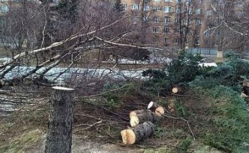 В Чернигове 34 дерева спилит фирма, которую за год трижды тащили в суды