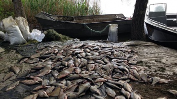 Миллионный улов: В Запорожской области задержали браконьеров с 22 тоннами рыбы