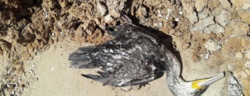 Массовая гибель морских птиц на Азовском побережье: версии, - ФОТО