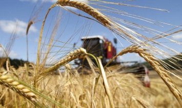 Аграрии прогнозируют скудный урожай зерновых в Крыму из-за сухой и поздней весны (ВИДЕО)